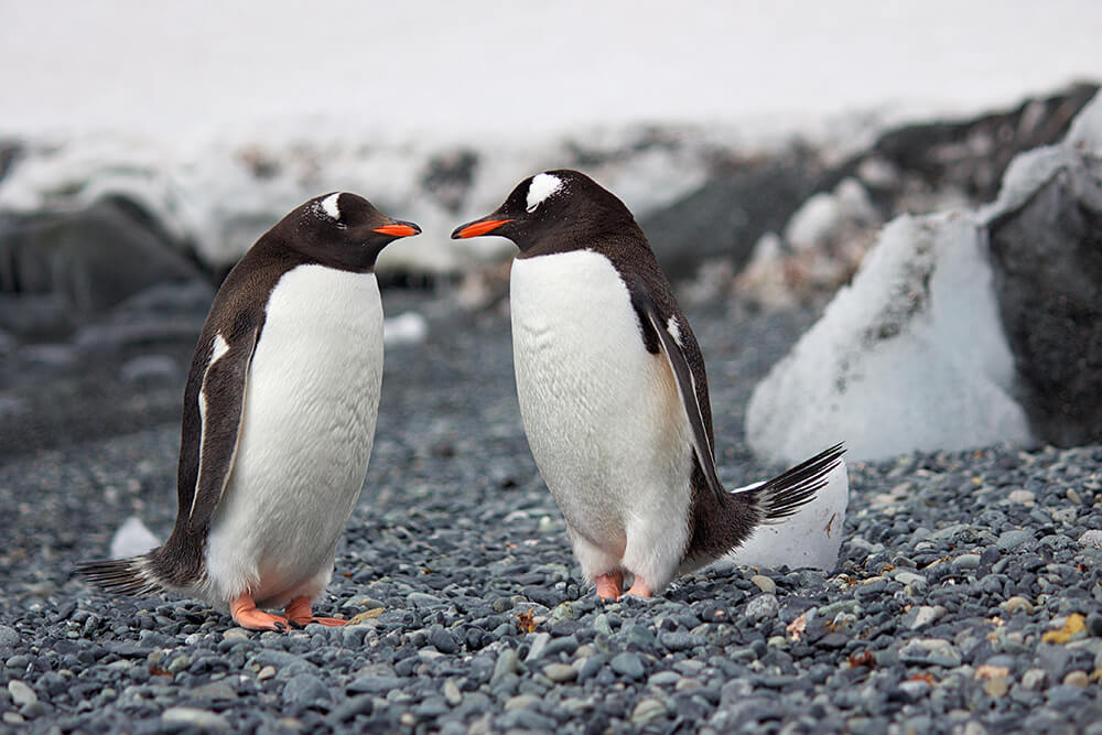 Los pingüinos y su ritual amoroso