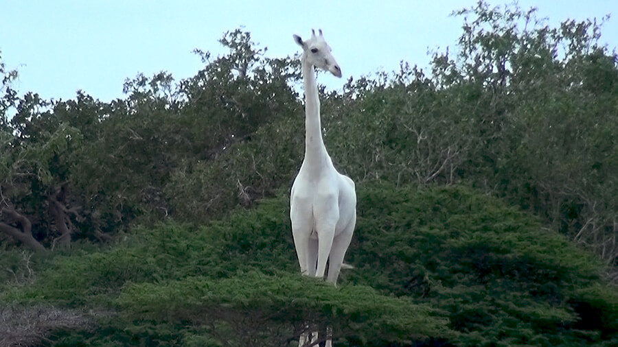 jirafas blancas en peligro de extinción