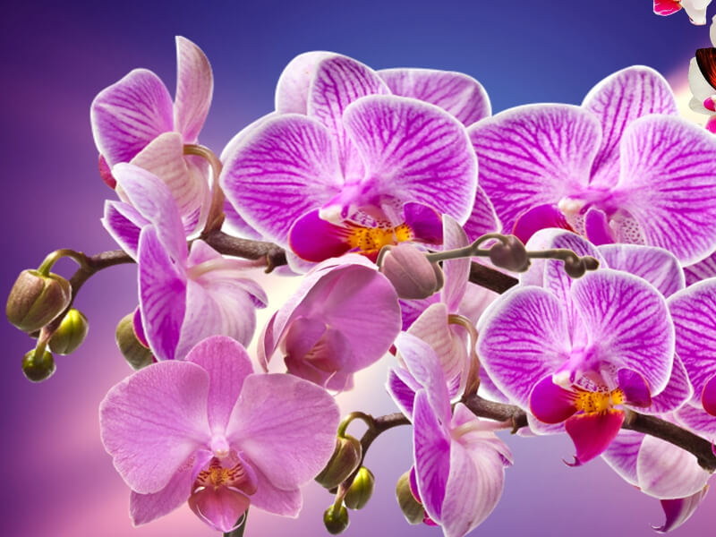 Orquídeas de Perú