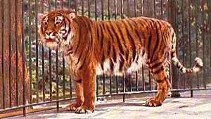 tigre de Caspio