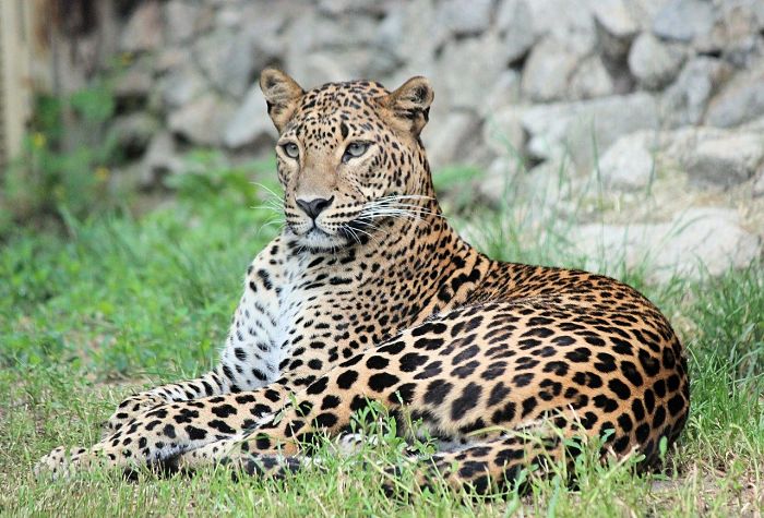 curiosidades leopardos